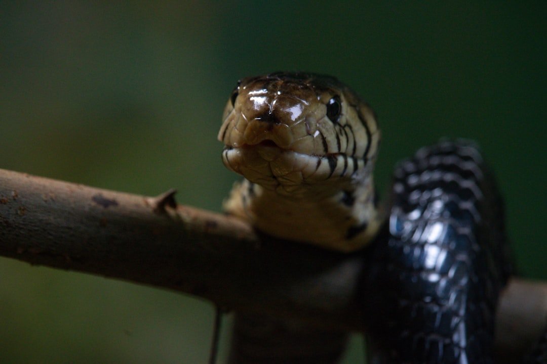 5. Snake Stare and Spider Flinch: The Brain’s Threat Shortcut (image credits: unsplash)