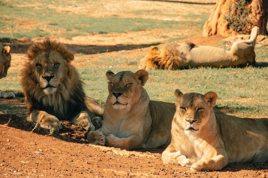 Social Creatures With Strong Family Bonds (image credits: unsplash)