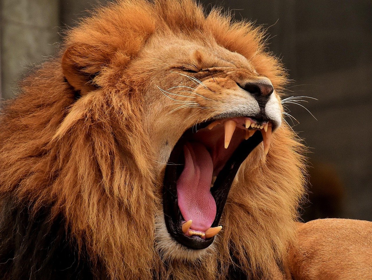 Fierce Protectors With Warrior Hearts (image credits: pixabay)