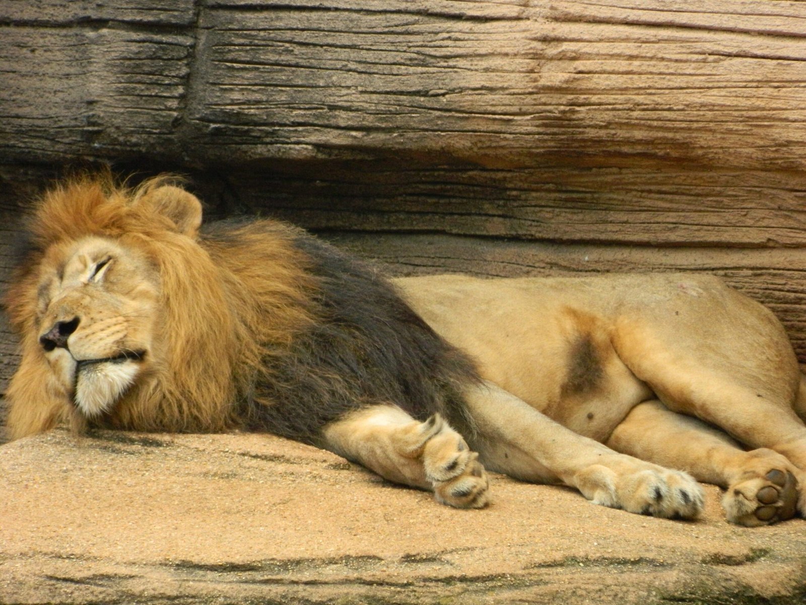 Masters of Strategic Rest and Energy Conservation (image credits: wikimedia)