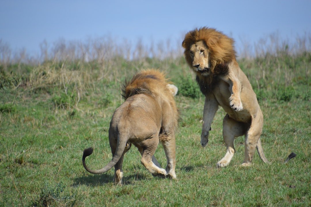 Territorial Guardians With Clear Boundaries (image credits: unsplash)