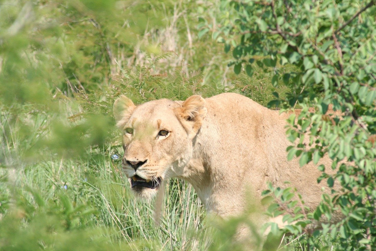 Cooperative Hunters With Strategic Minds (image credits: pixabay)