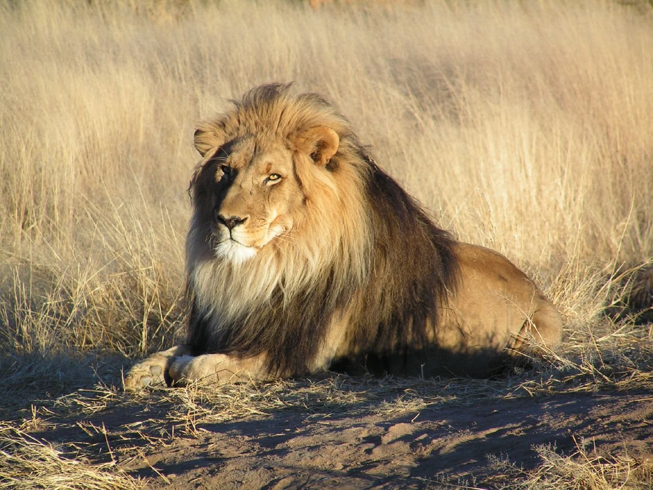 Regal Presence That Commands Natural Respect (image credits: wikimedia)