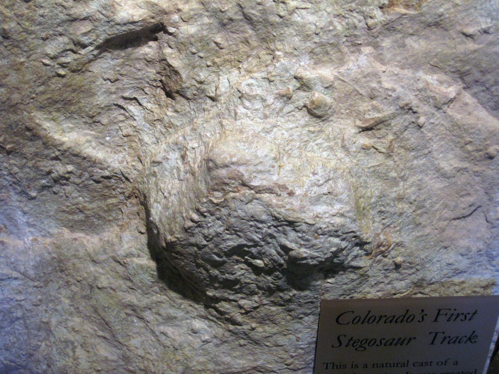 A Bone Bed Like No Other (image credits: Stegosaurus dinosaur track (Morrison Formation, Upper Jurassic; Colorado, USA), CC BY 2.0, https://commons.wikimedia.org/w/index.php?curid=84650547)