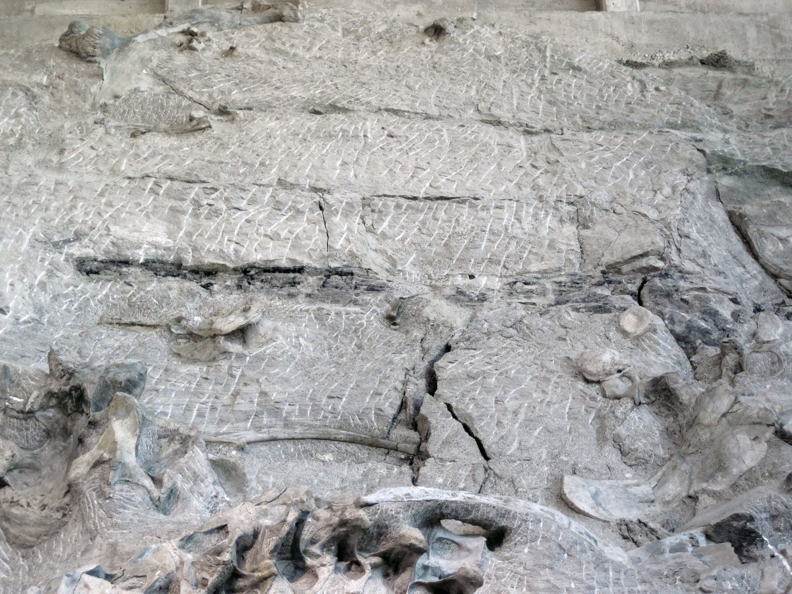 Evidence from the Rocks (image credits: wikimedia)