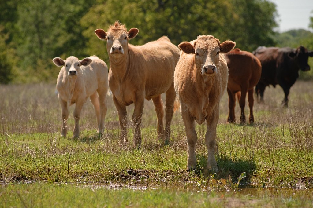 Cattle: The Peaceful Strength of Domestic Abundance (image credits: flickr)