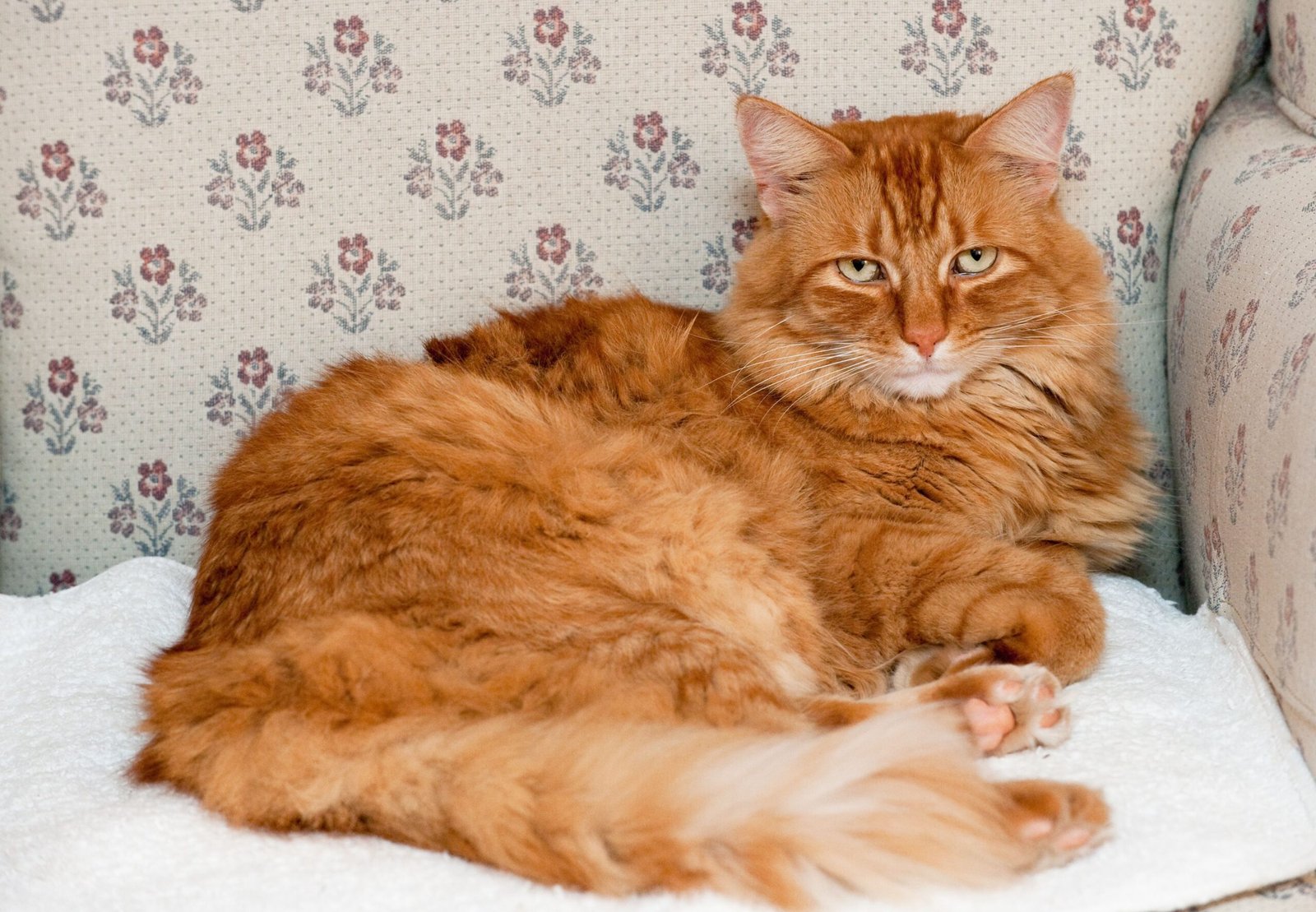 Cats: Independent Yet Deeply Loyal Companions (image credits: wikimedia)