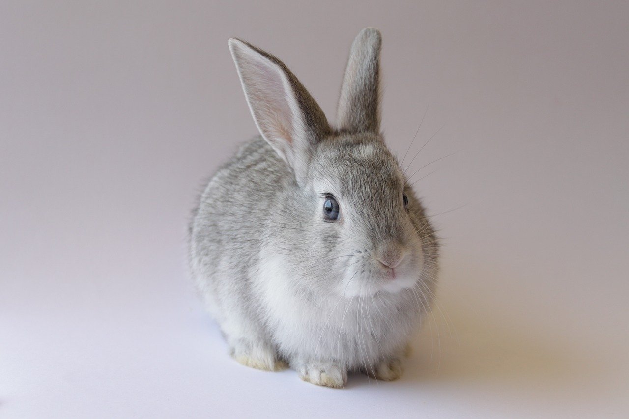 Rabbits: Gentle Persistence and Quiet Strength (image credits: pixabay)