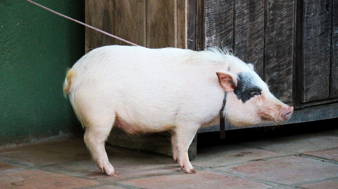 Pigs: Intelligence Wrapped in Gentle Determination (image credits: unsplash)