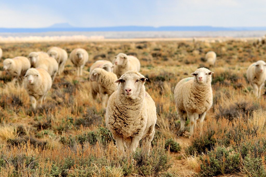 Sheep: Peaceful Nature with Strong Social Bonds (image credits: flickr)