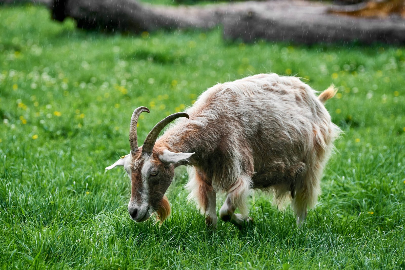 Goats: Stubborn Determination with Surprising Gentleness (image credits: Own work, anil-oeztas.de, CC BY-SA 4.0, https://commons.wikimedia.org/w/index.php?curid=134039240)