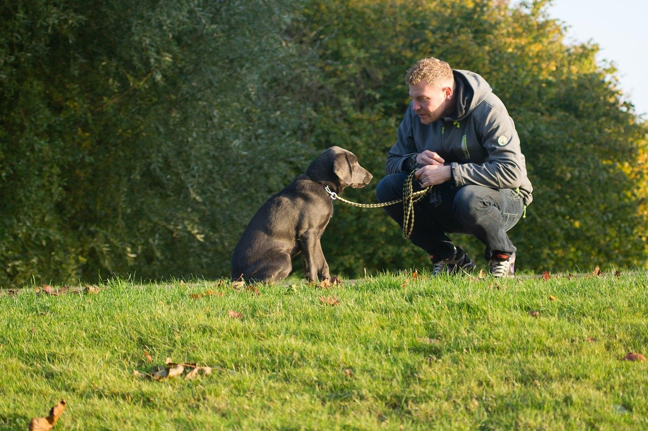 Conclusion: The Enduring Bond of Steadfast Companions (image credits: pixabay)