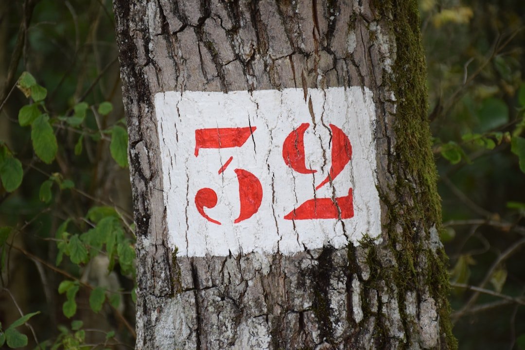 The Sacred Connection Between Numbers and Nature (image credits: unsplash)