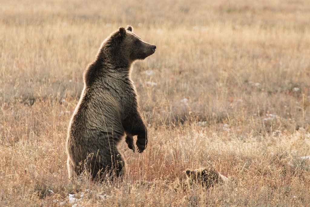Number 1 - The Mighty Bear: Pioneer of Strength (image credits: flickr)