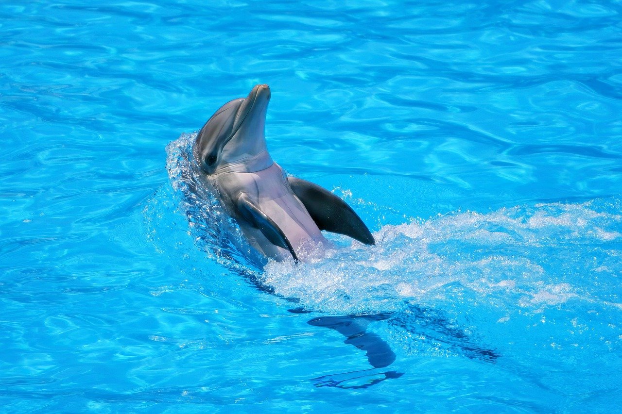 Number 3 - The Playful Dolphin: Creative Expression Unleashed (image credits: pixabay)