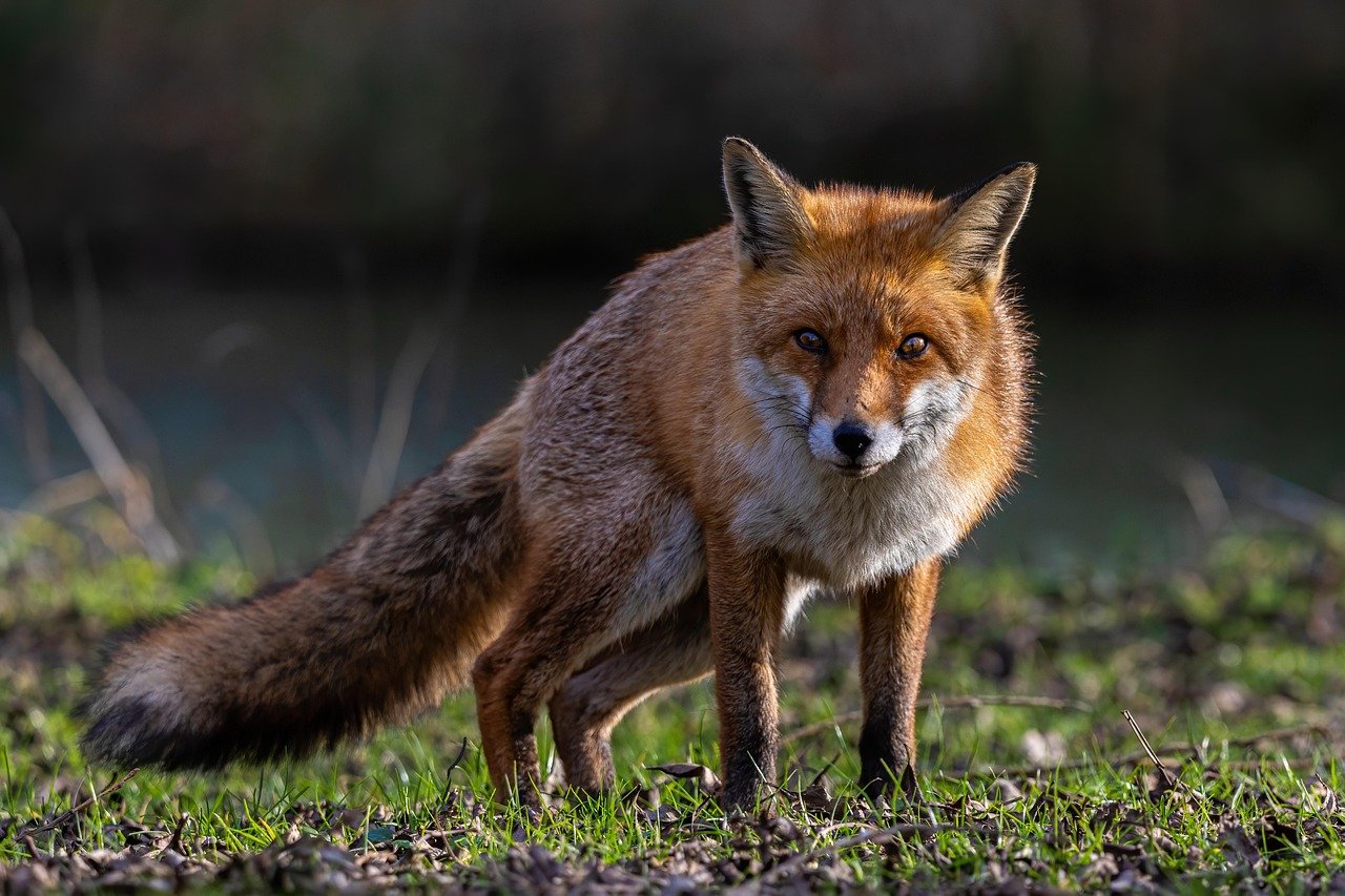 Number 5 - The Adaptable Fox: Freedom Through Wisdom (image credits: pixabay)