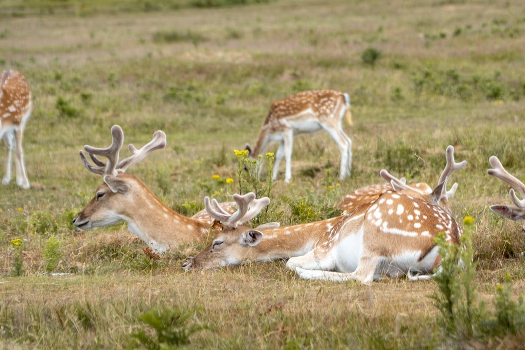 Number 6 - The Nurturing Deer: Gentle Strength in Service (image credits: unsplash)