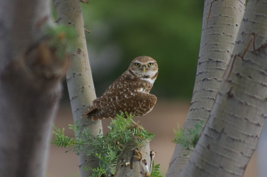 Number 7 - The Mystical Owl: Keeper of Hidden Wisdom