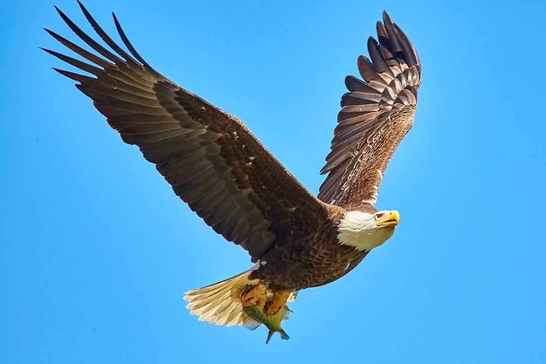 Number 8 - The Commanding Eagle: Soaring to Success (image credits: unsplash)