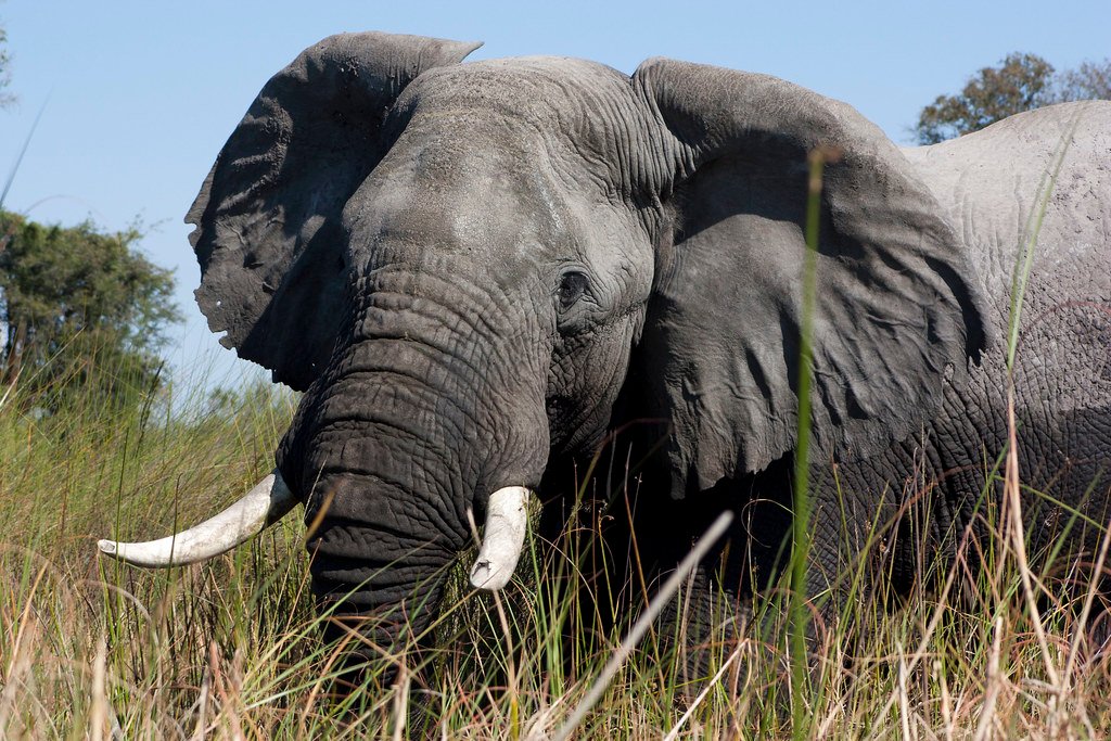 Number 9 - The Wise Elephant: Ancient Soul of Compassion (image credits: flickr)