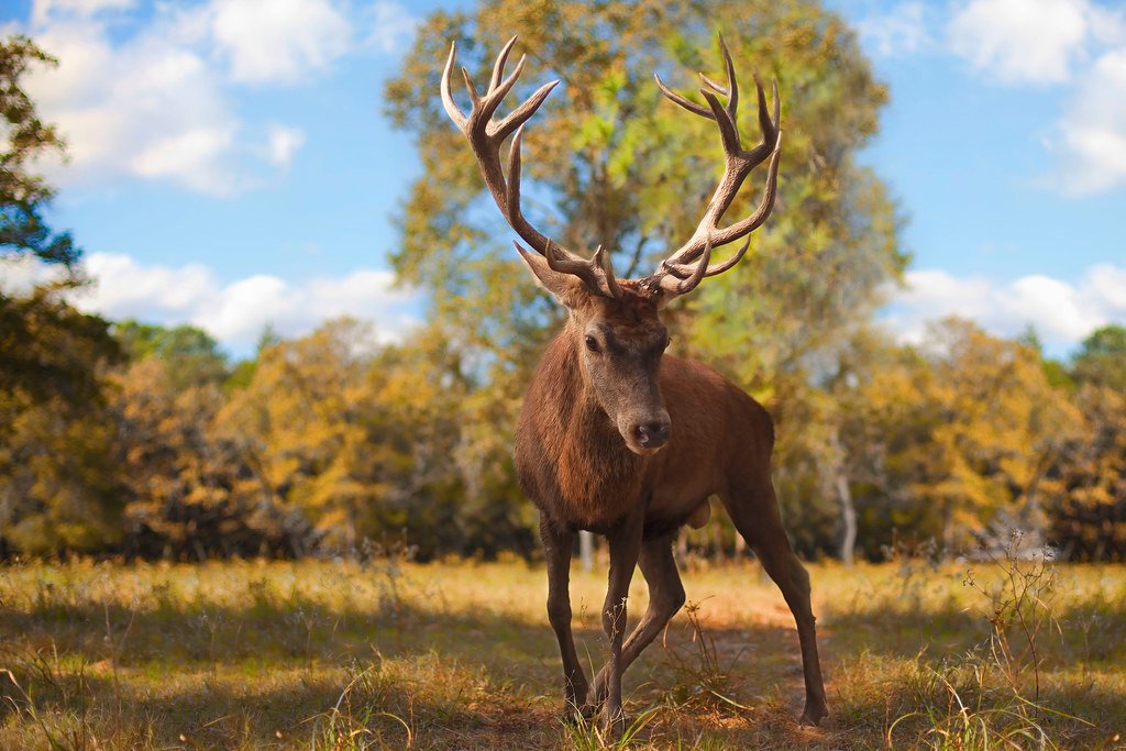 The Crowned Stag of House Baratheon - Strength and Royal Authority (image credits: flickr)