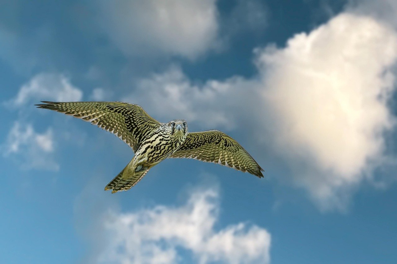 The Soaring Falcon of House Arryn - As High as Honor (image credits: pixabay)