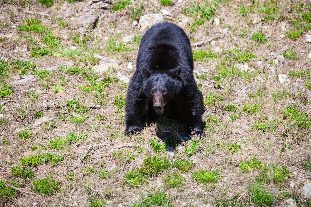 The Black Bear of House Mormont - Here We Stand (image credits: unsplash)