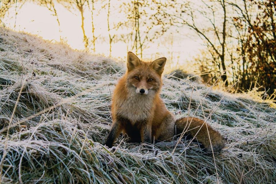 The Fox: Master of Cunning Adaptability (image credits: stocksnap)