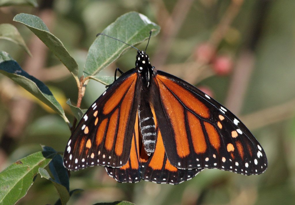 The Butterfly: Transformation and Endless Curiosity (image credits: flickr)