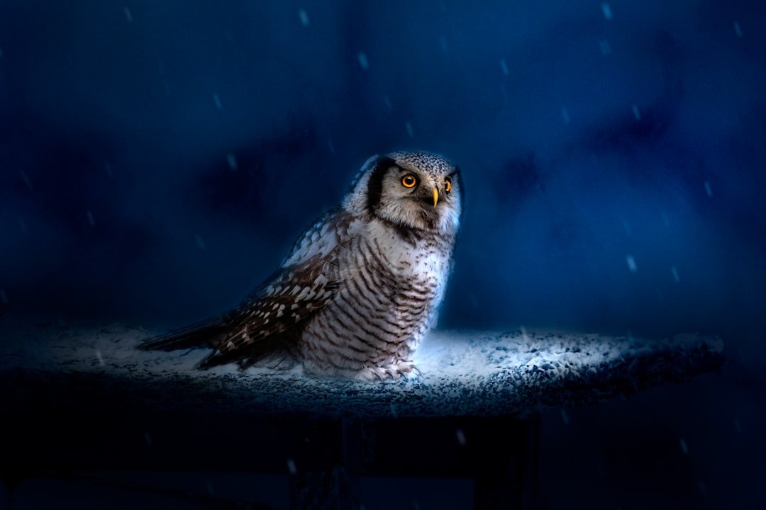 The Owl: Wisdom Through the Night (image credits: unsplash)