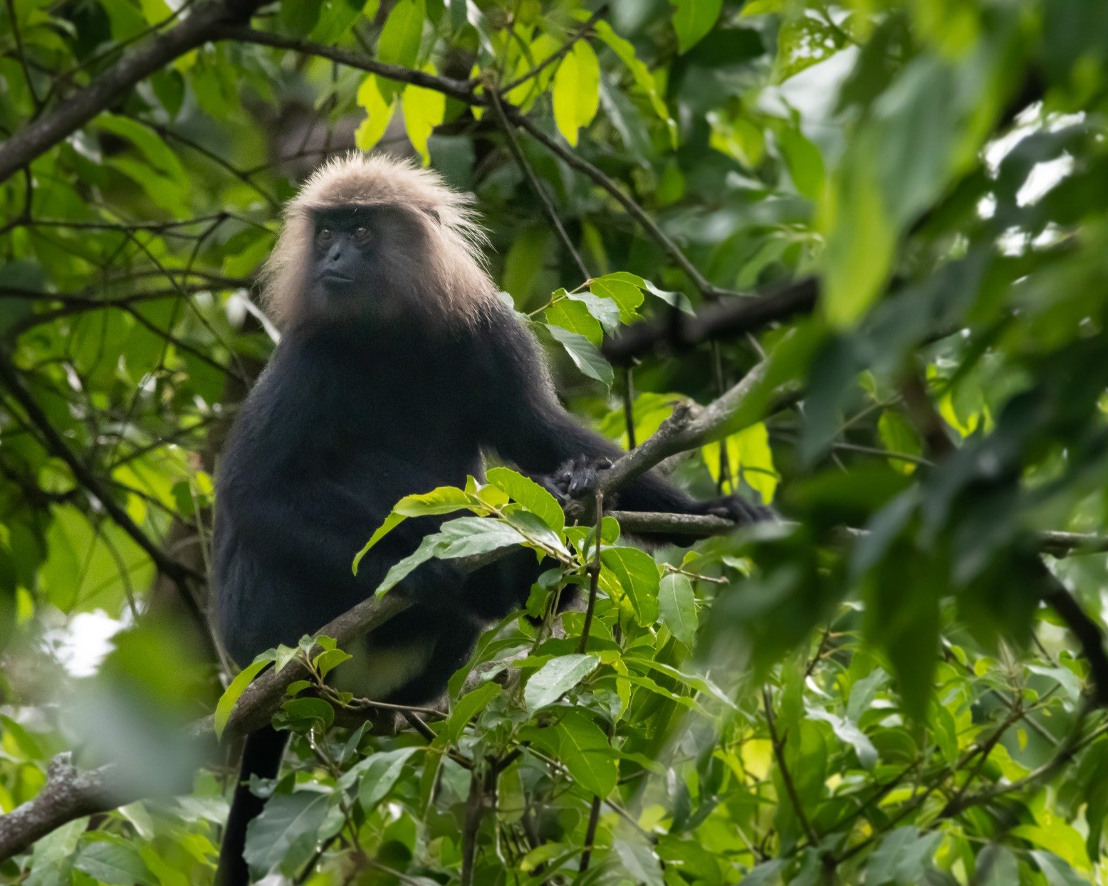 The Monkey: Playful Intelligence Unleashed (image credits: wikimedia)