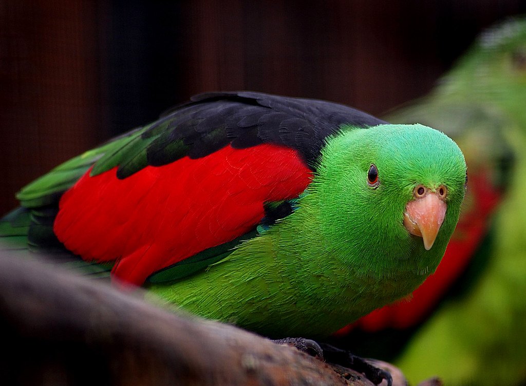 The Parrot: Colorful Communication (image credits: flickr)