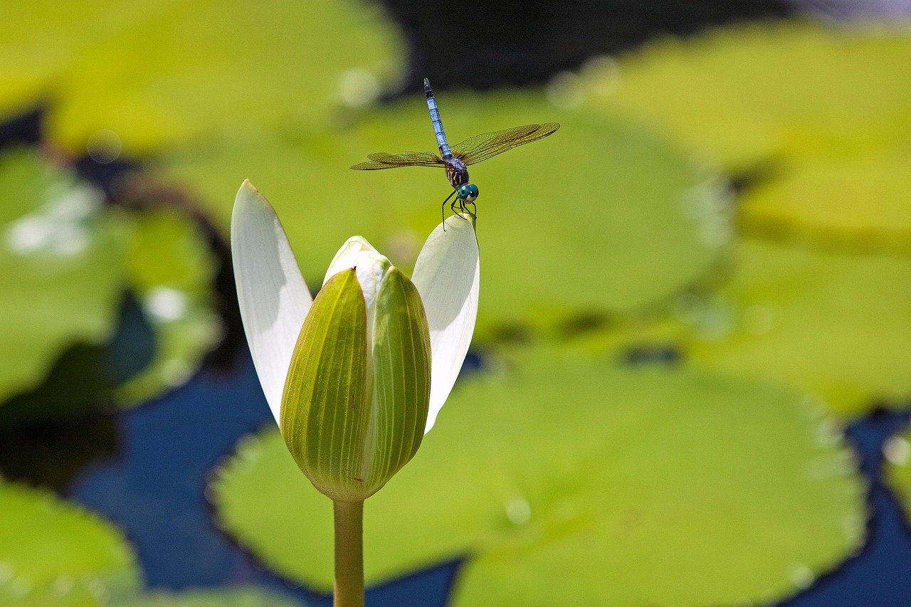 The Dragonfly: Living Between Elements (image credits: pixabay)