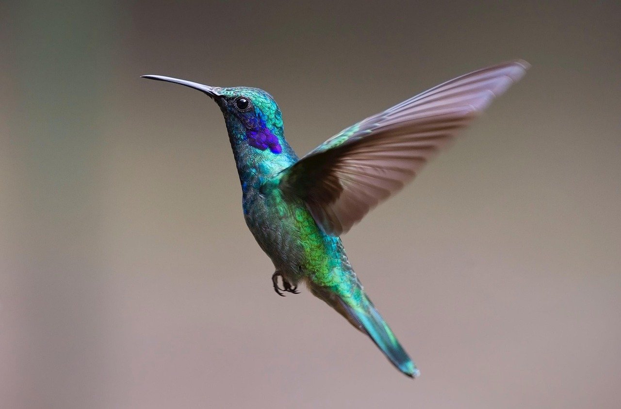 The Hummingbird: Energy in Constant Motion (image credits: pixabay)