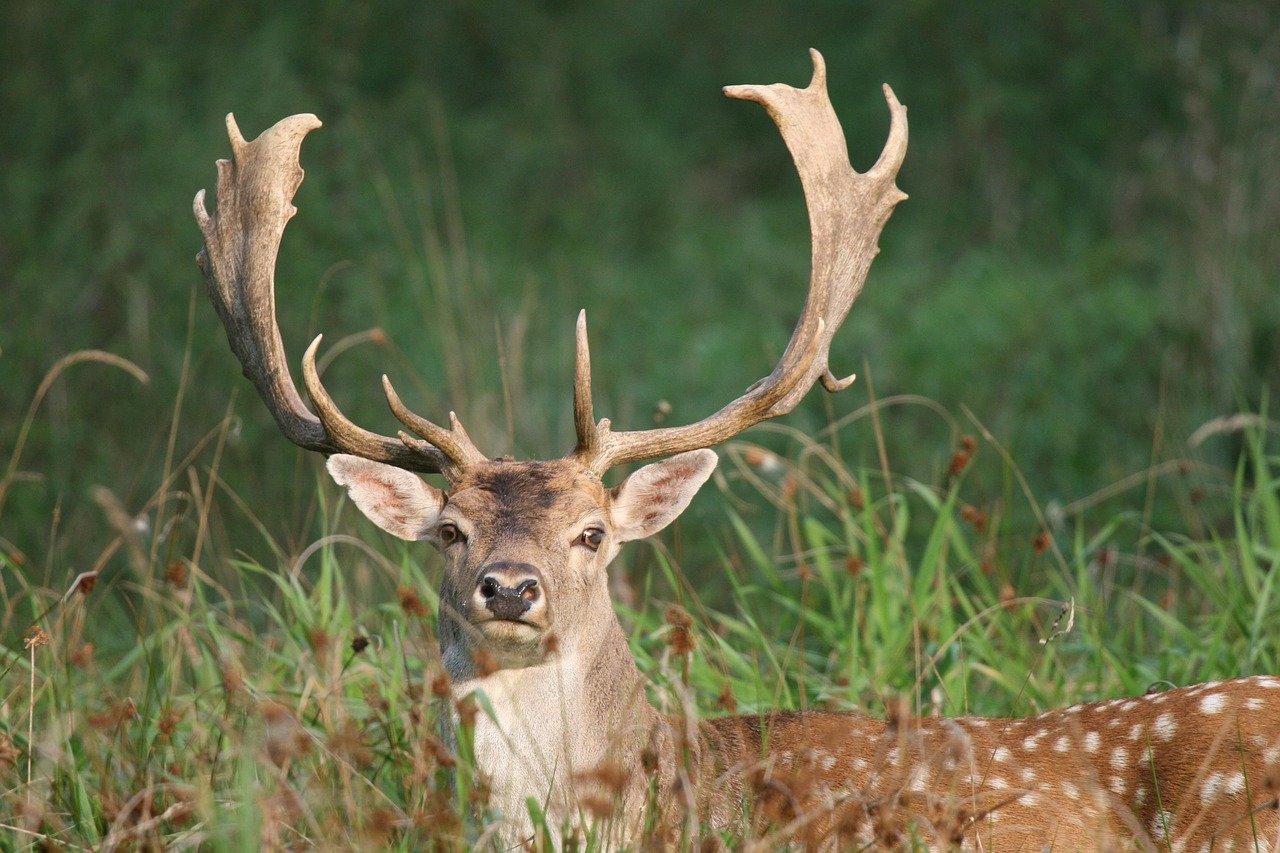 The Deer: Grace Under Pressure (image credits: pixabay)