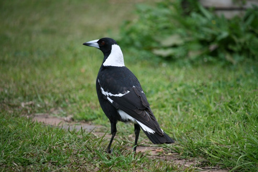 The Magpie: Collector of Conversations (image credits: unsplash)