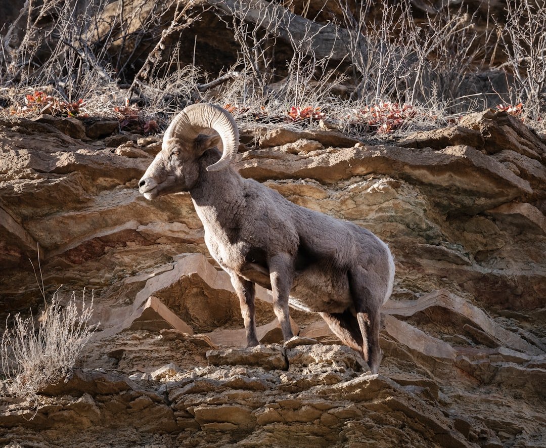 Aries: The Fearless Ram That Charges Forward (image credits: unsplash)