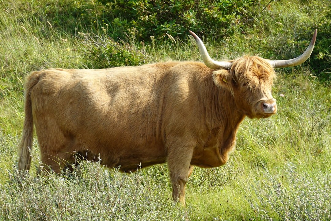 Taurus: The Steadfast Bull with Selective Interests (image credits: unsplash)