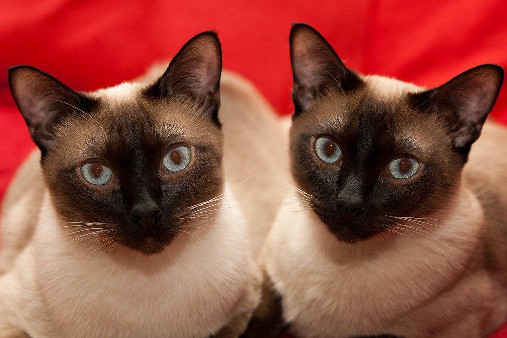 Gemini: The Inquisitive Twin Cats Who Never Stop Learning (image credits: flickr)