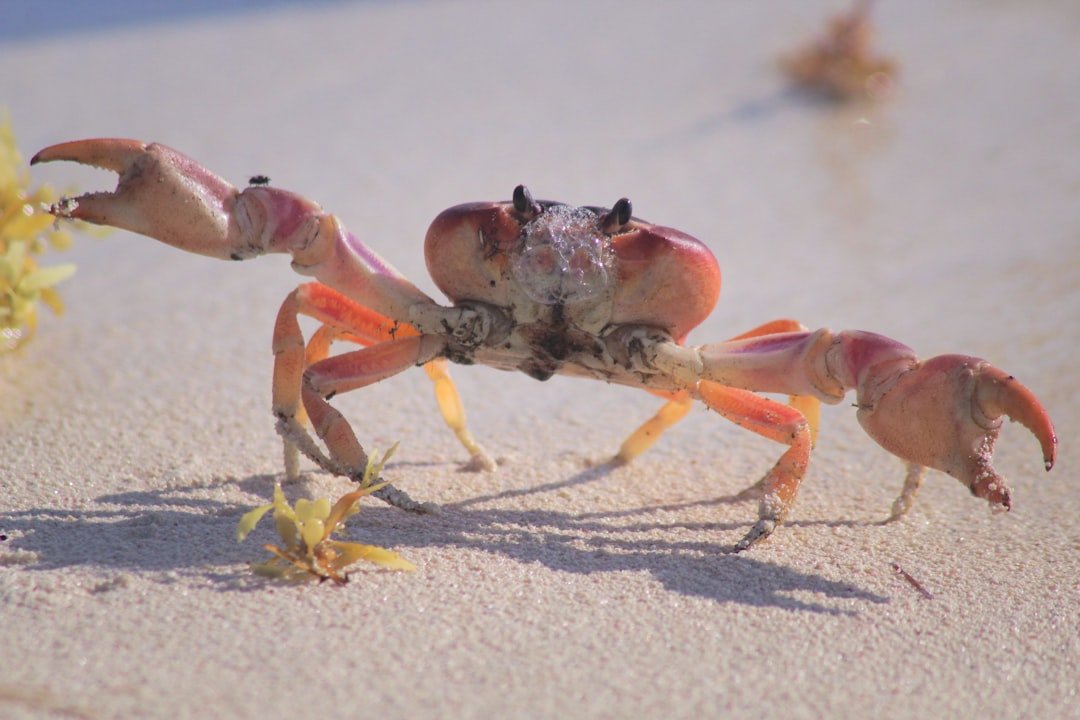 Cancer: The Protective Crab with Deep Emotional Curiosity (image credits: unsplash)