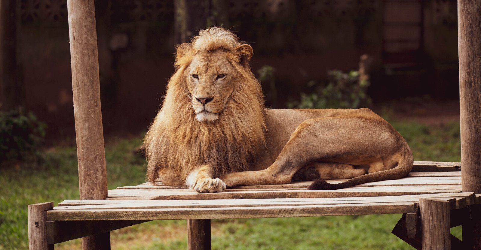Leo: The Majestic Lion with Royal Curiosity (image credits: wikimedia)