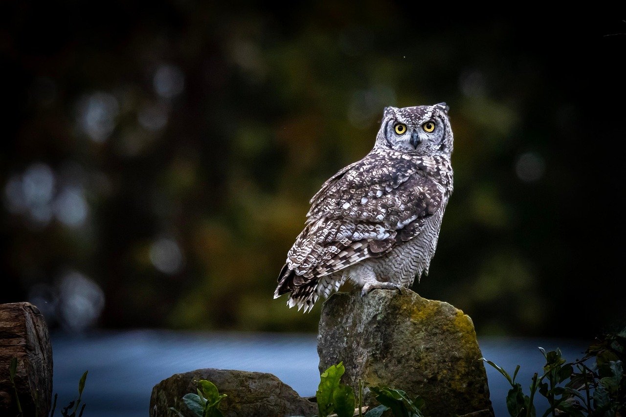 Virgo: The Analytical Owl with Methodical Wonder (image credits: pixabay)