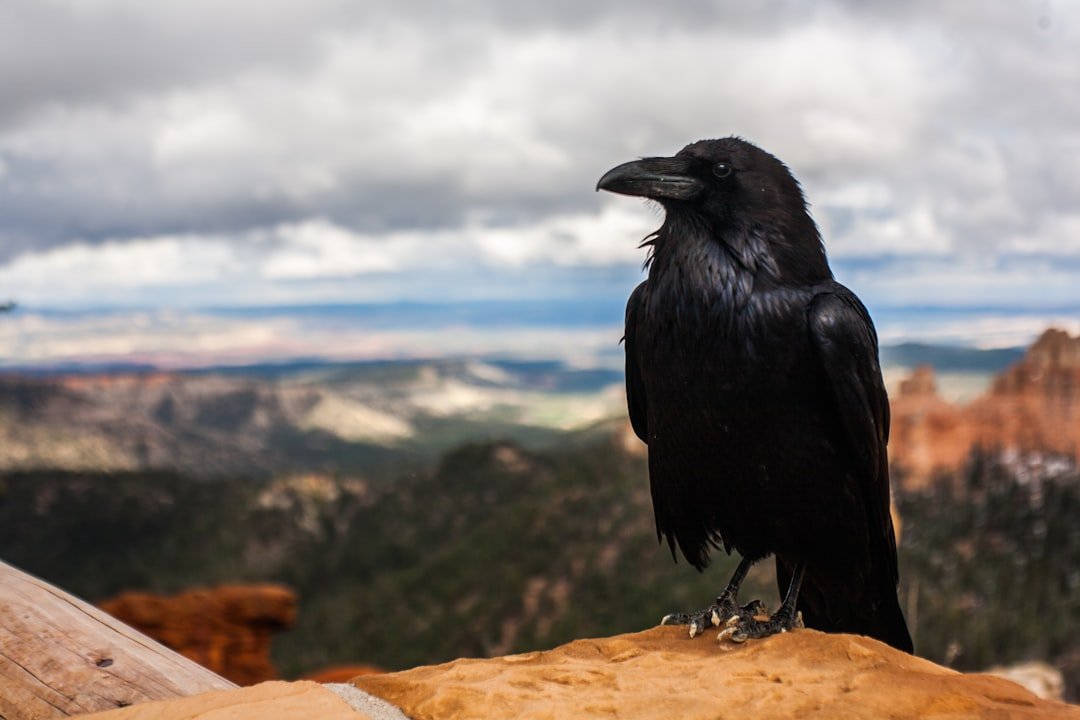 Libra: The Balanced Raven Seeking Harmony Through Understanding (image credits: unsplash)