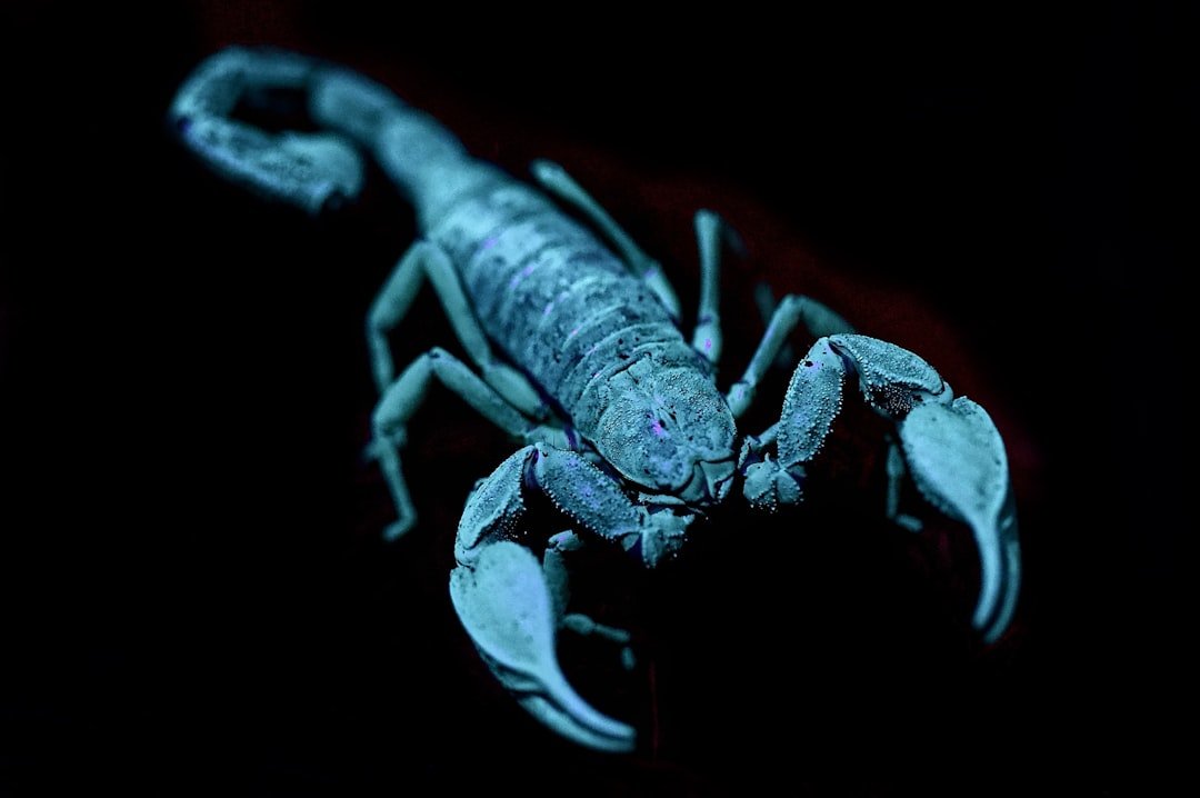 Scorpio: The Mysterious Investigative Scorpion with Hidden Depths (image credits: unsplash)