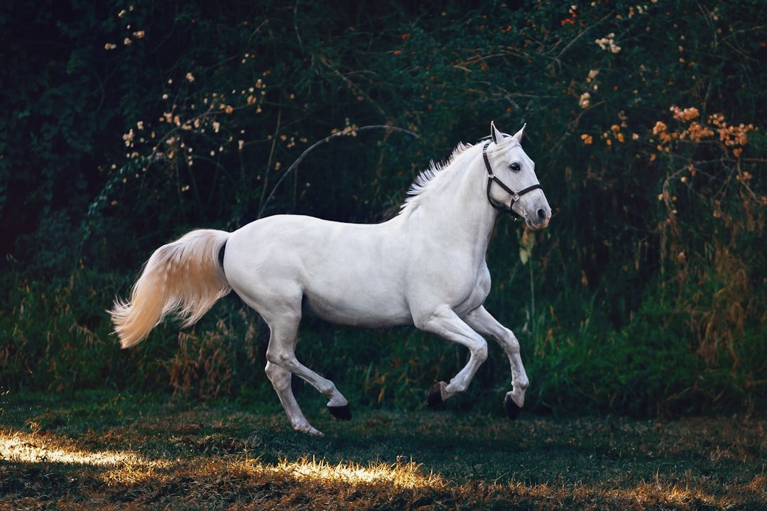 Sagittarius: The Adventurous Horse Archer Seeking Universal Truth (image credits: unsplash)