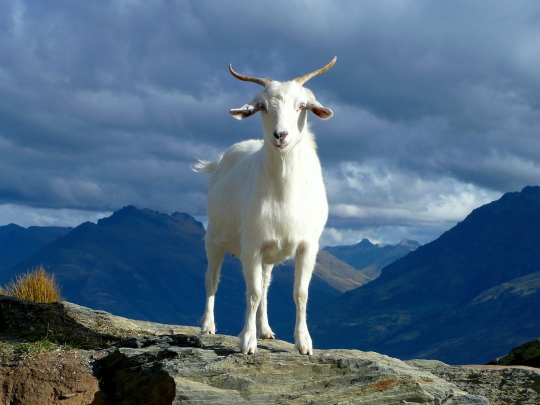 Capricorn: The Determined Goat with Strategic Curiosity (image credits: unsplash)