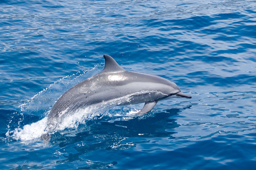Aquarius: The Water Bearing Dolphin Pouring Knowledge for Humanity (image credits: flickr)
