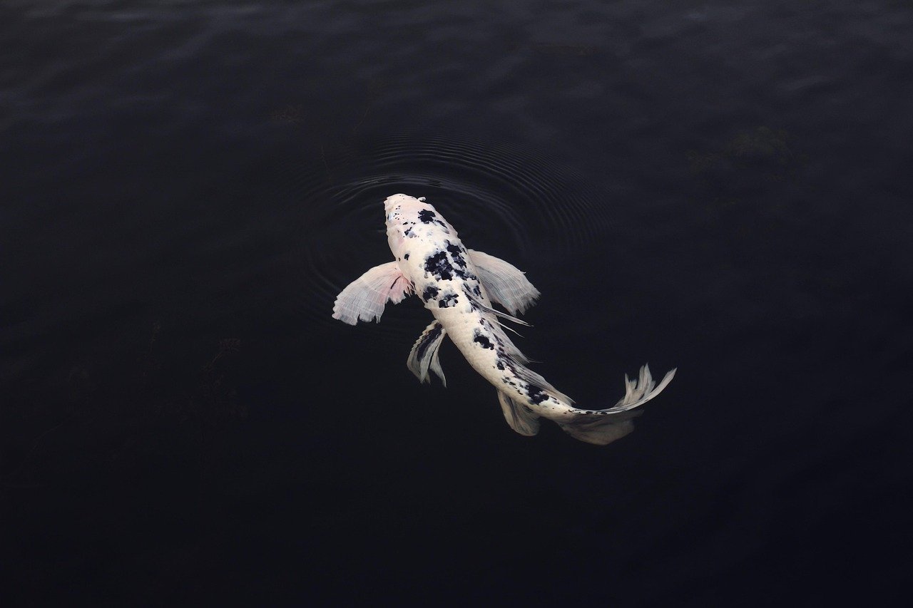 Pisces: The Intuitive Fish Swimming in Ocean of Wonder (image credits: pixabay)