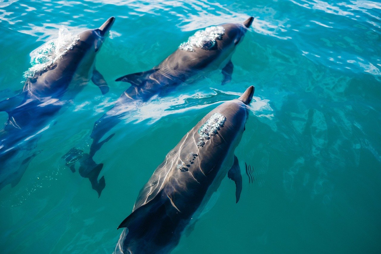 The Intuitive Dolphin - Masters of Emotional Connection (image credits: pixabay)