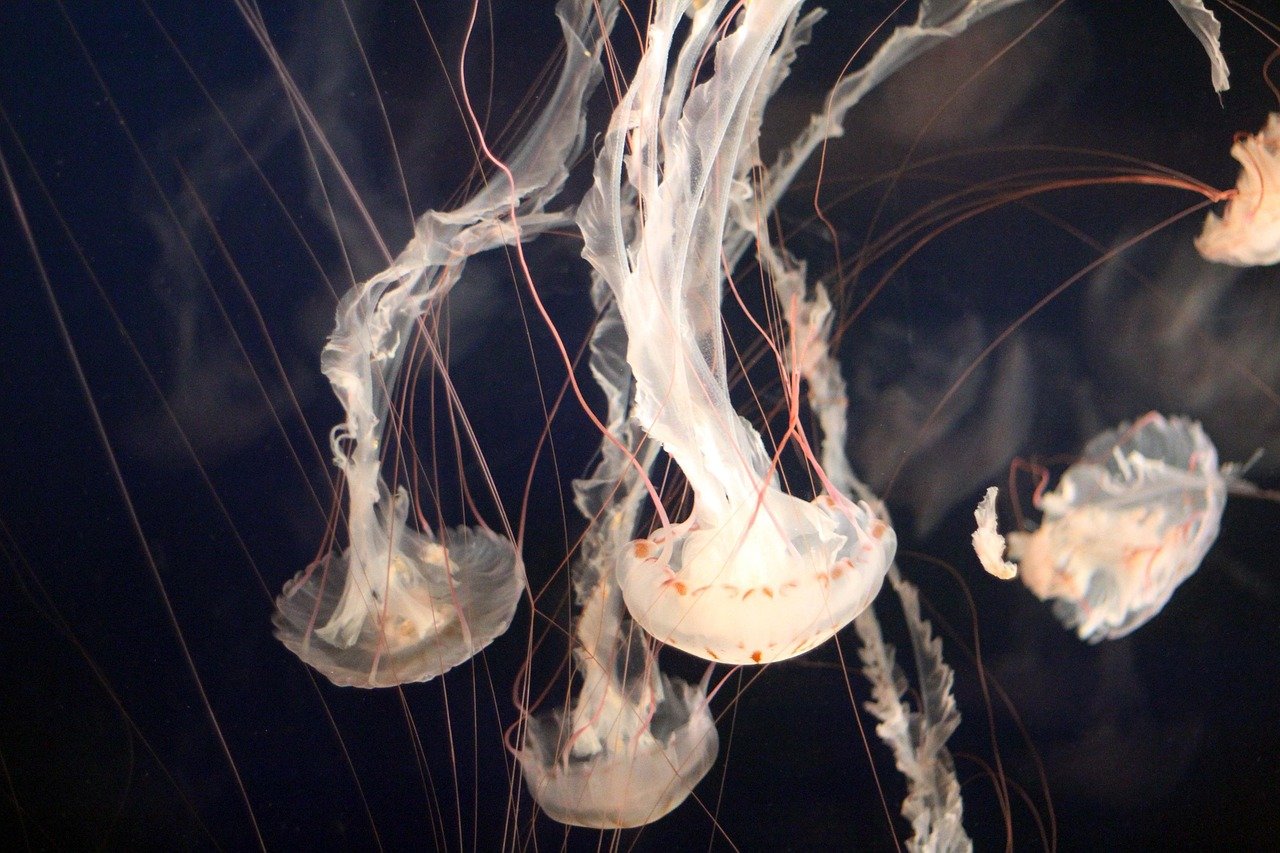 The Mystical Jellyfish - Flowing With Life's Currents (image credits: pixabay)